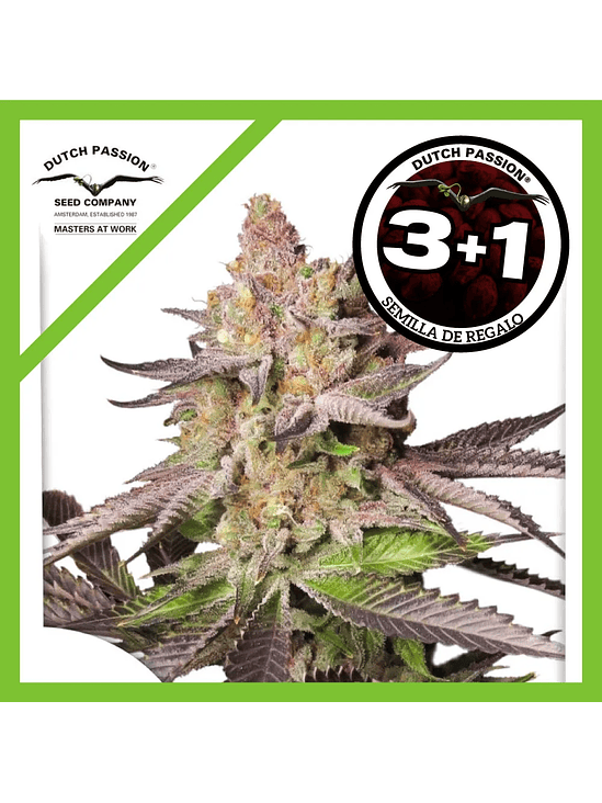 Melonade Runtz Fem X3-Dutch Passion 2