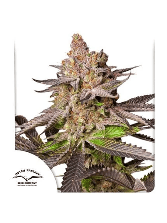 Melonade Runtz Fem X3-Dutch Passion 3