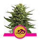 Blue Mistic Fem -Royal Queen Seeds (X3/X1) - Miniatura 2