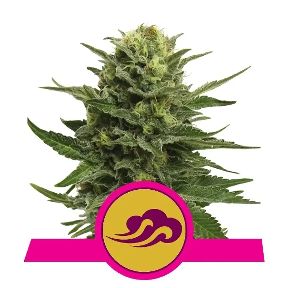 Blue Mistic Fem -Royal Queen Seeds (X3/X1) 2