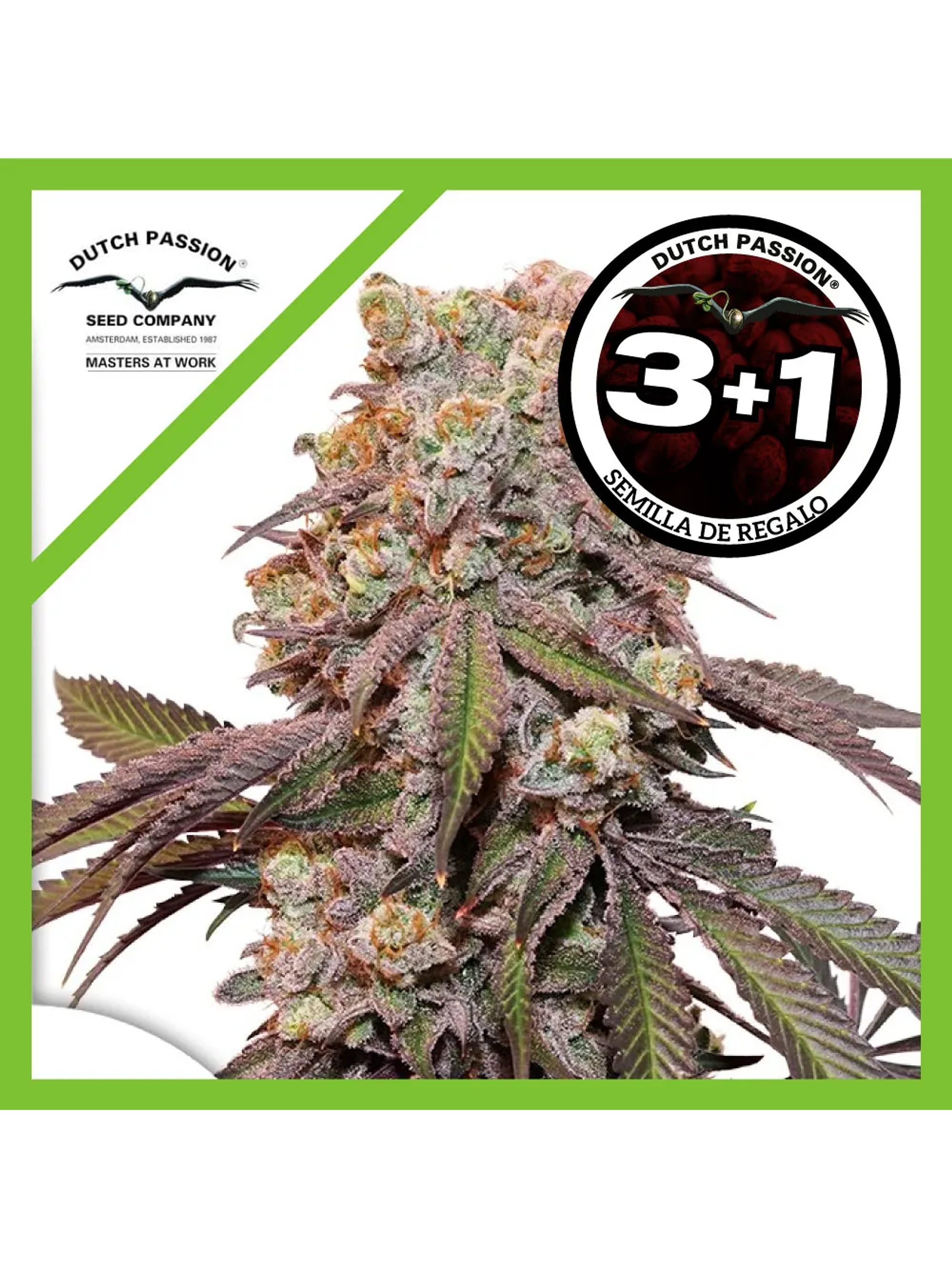 Candy Bubatz Xl Auto -Dutch Passion (X3/X3+1) 2