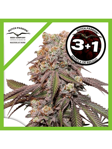 Candy Bubatz Xl Auto X3-Dutch Passion 2