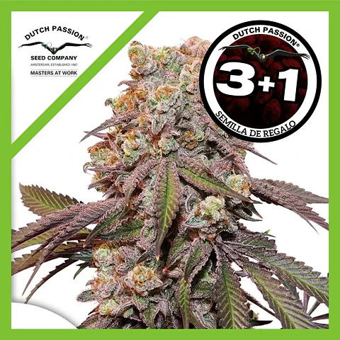 Candy Bubatz Xl Auto -Dutch Passion X3+1