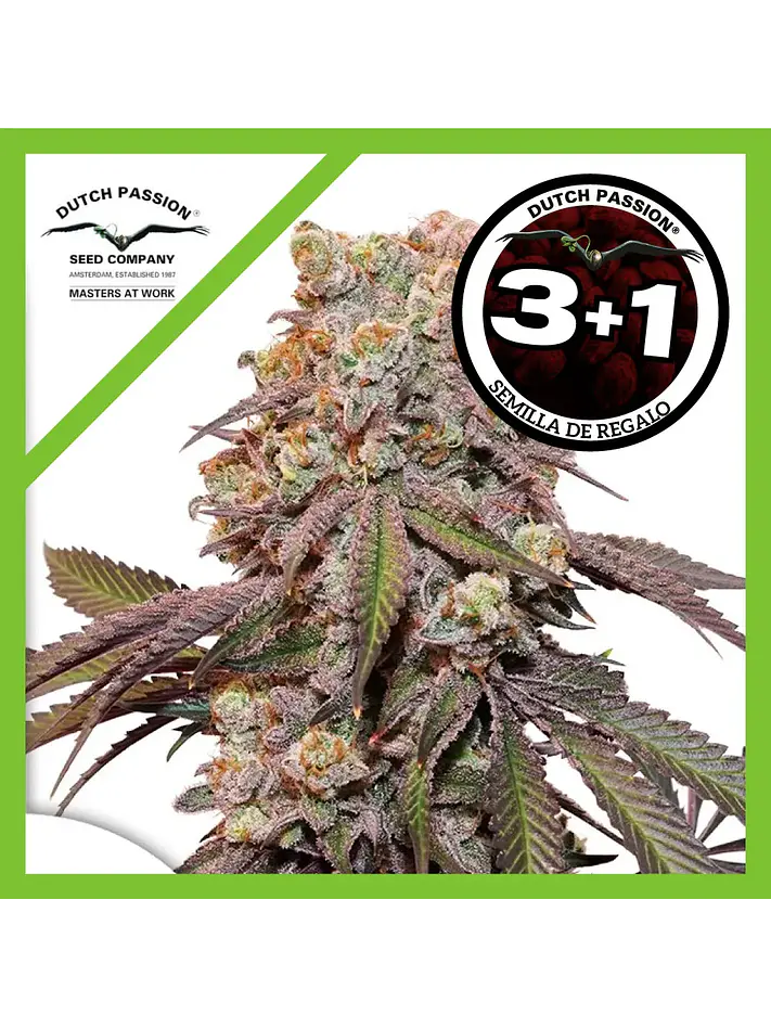 Candy Bubatz Xl Auto -Dutch Passion X3+1 1
