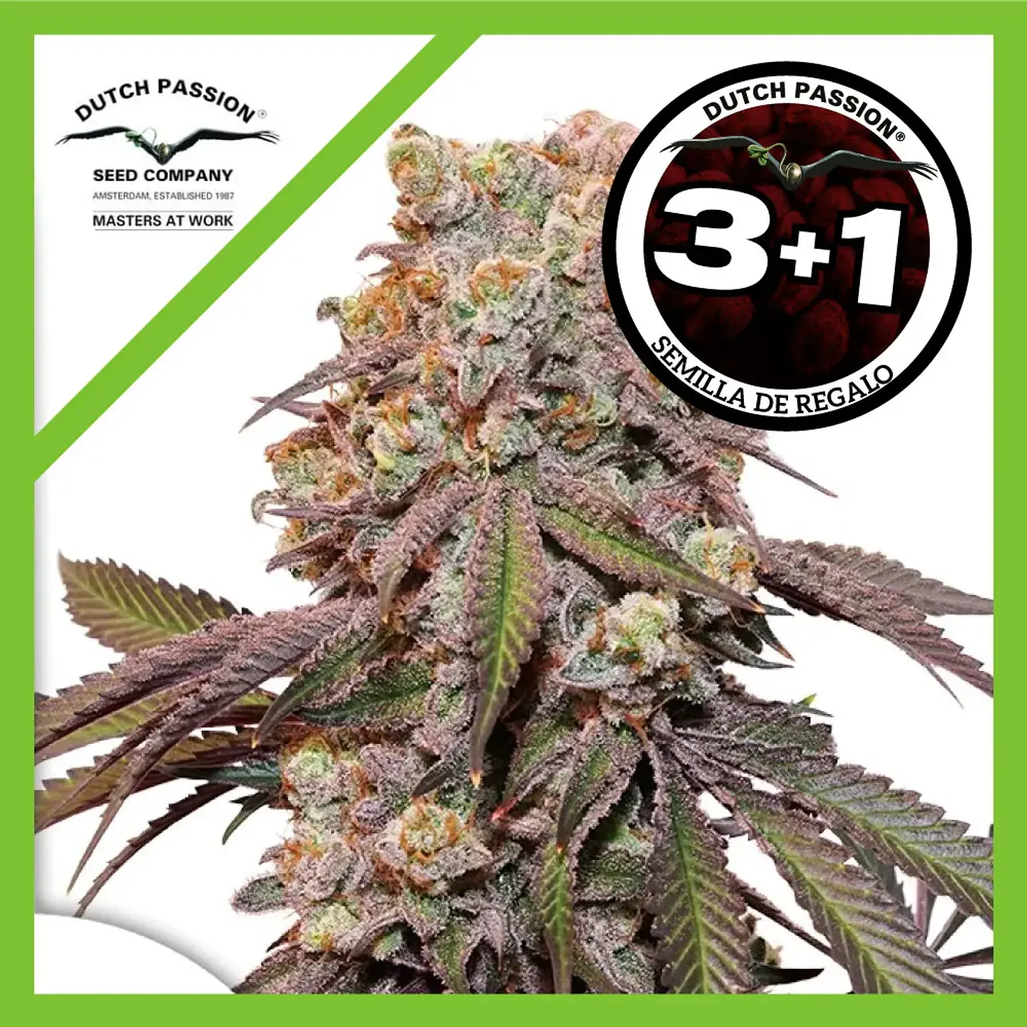 Candy Bubatz Xl Auto -Dutch Passion X3+1 1