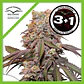 Candy Bubatz Xl Auto -Dutch Passion X3+1 - Miniatura 1