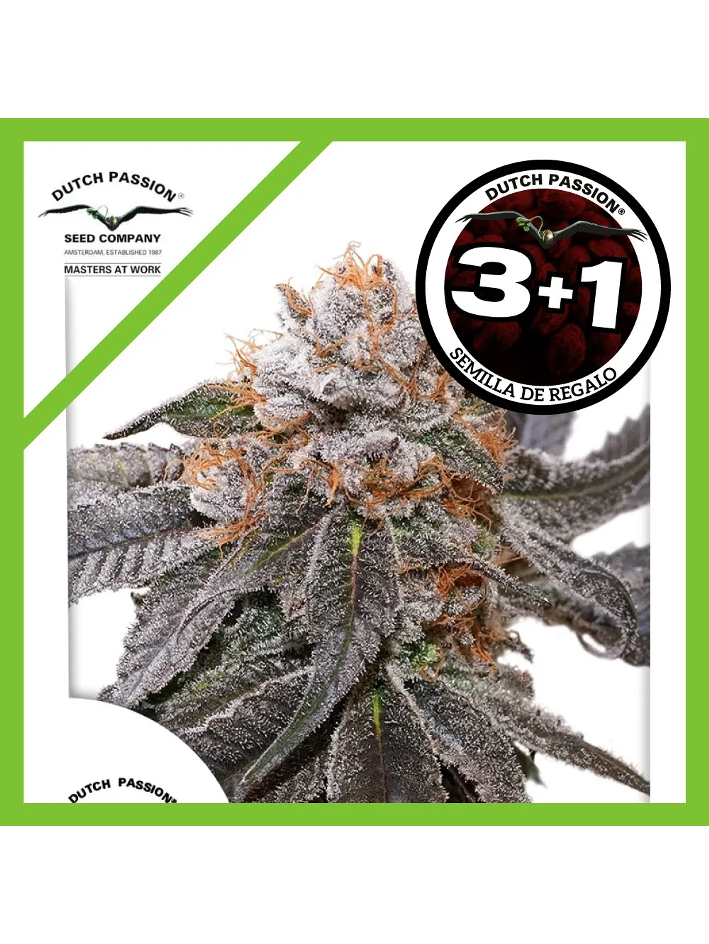 Blue Zushi Fem -Dutch Passion (X3/X3+1) 2