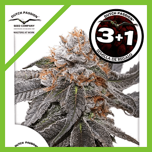 Blue Zushi Fem -Dutch Passion (X3/X3+1)