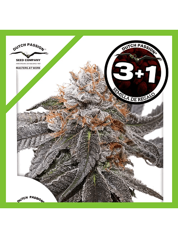 Blue Zushi Fem X3-Dutch Passion 2