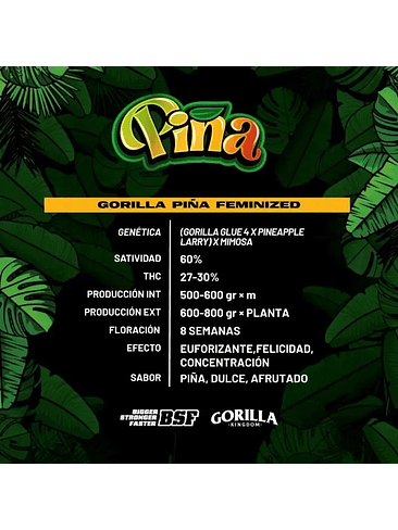 Gorilla Piña Fem X2-Bsf 4