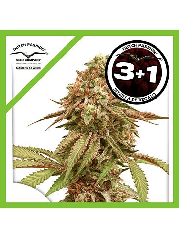 Tropical Tangie Fem X3-Dutch Passion 2