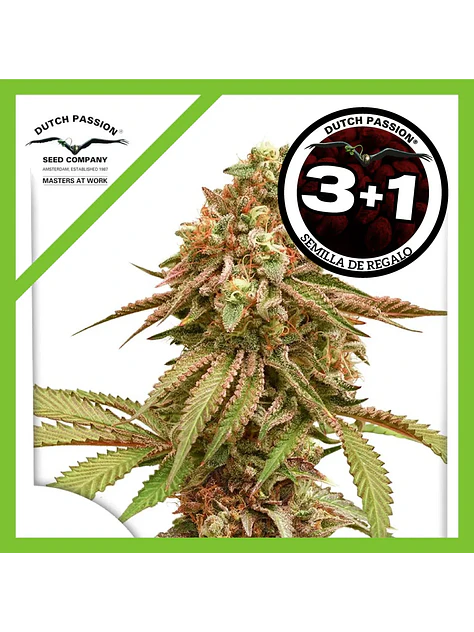 Tropical Tangie Fem -Dutch Passion X3+1 2
