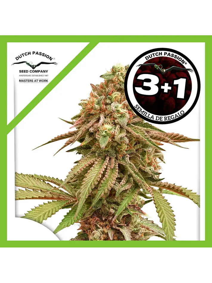 Tropical Tangie Fem -Dutch Passion X3+1 2
