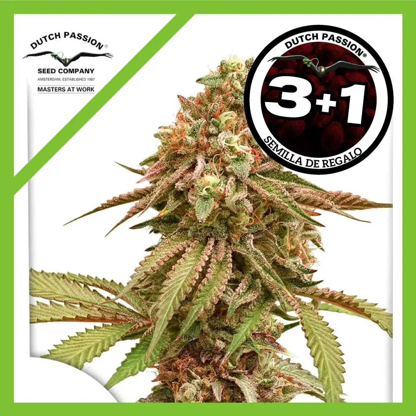 Tropical Tangie Fem -Dutch Passion X3+1 2