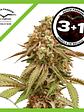 Tropical Tangie Fem X3-Dutch Passion - Miniatura 2
