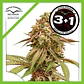 Tropical Tangie Fem -Dutch Passion X3+1 - Miniatura 2