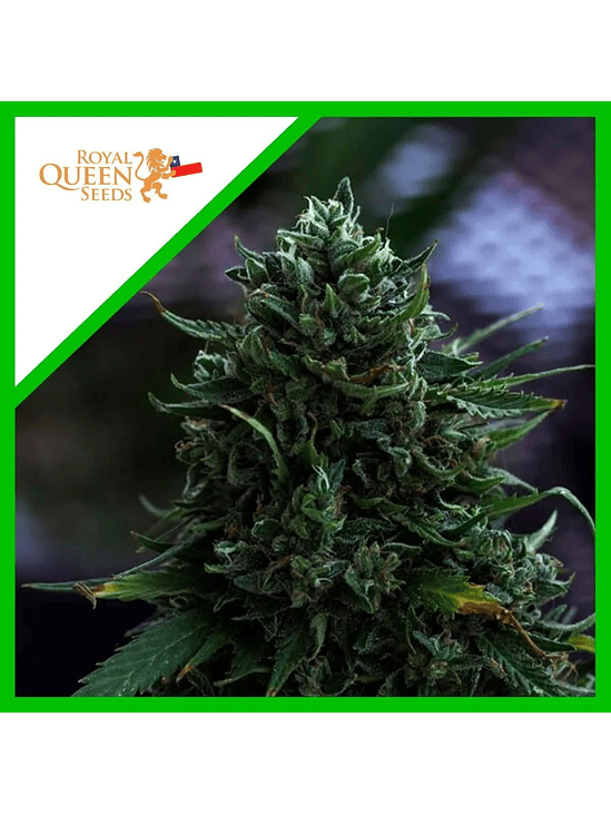 Northern Light Auto X1-Royal Queen Seeds 2