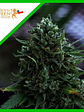 Northern Light Auto X1-Royal Queen Seeds - Miniatura 2