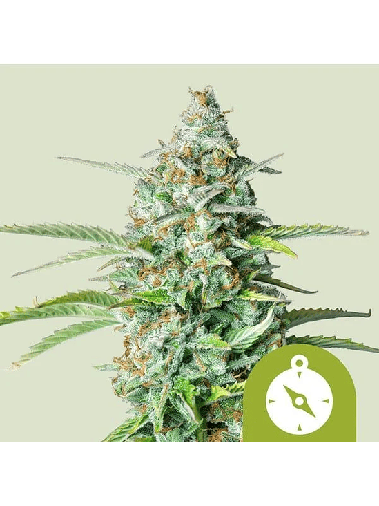 Northern Light Auto X1-Royal Queen Seeds 4