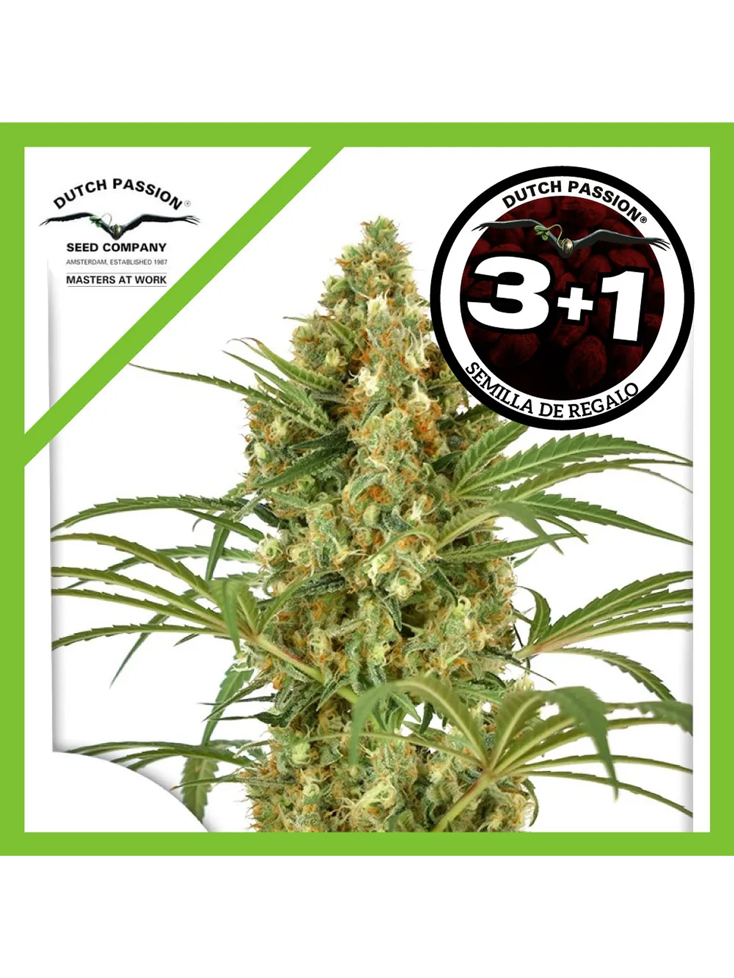 Snow Bud Fem -Dutch Passion (X3/X3+1) 2