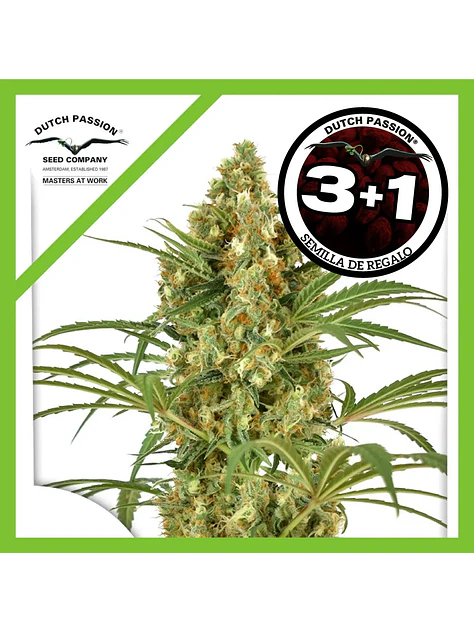 Snow Bud Fem -Dutch Passion X3+1 1