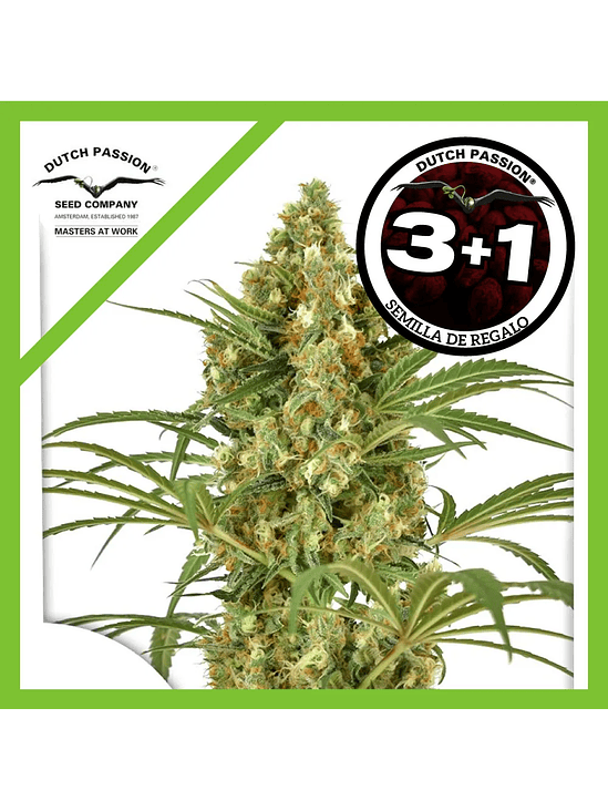 Snow Bud Fem X3-Dutch Passion 2