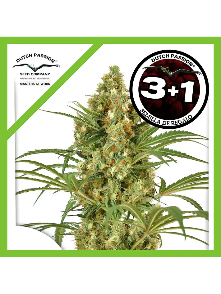 Snow Bud Fem -Dutch Passion X3+1 1
