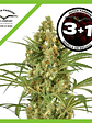 Snow Bud Fem X3-Dutch Passion - Miniatura 2