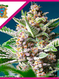Purple Punch Og Fem® X3+1-Sweet Seeds - Miniatura 2