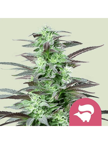 Skunk Xl Fem X3-Royal Queen Seeds 2