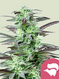 Skunk Xl Fem X3-Royal Queen Seeds - Miniatura 2