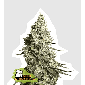 Moby Dick Auto X3-Seedstockers