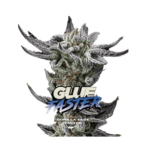 Gorilla Glue Gk Fem X2-Bsf