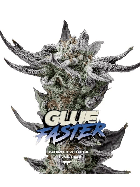 Gorilla Glue Gk Fem X2-Bsf 2