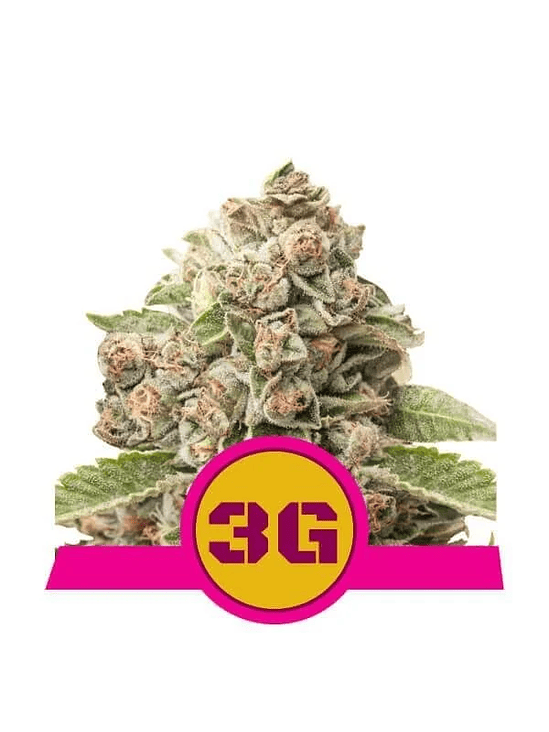 Triple G Usa Premium Fem X1-Royal Queen 2