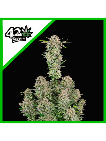 Bruce Banner Auto X1-Fast Buds 2