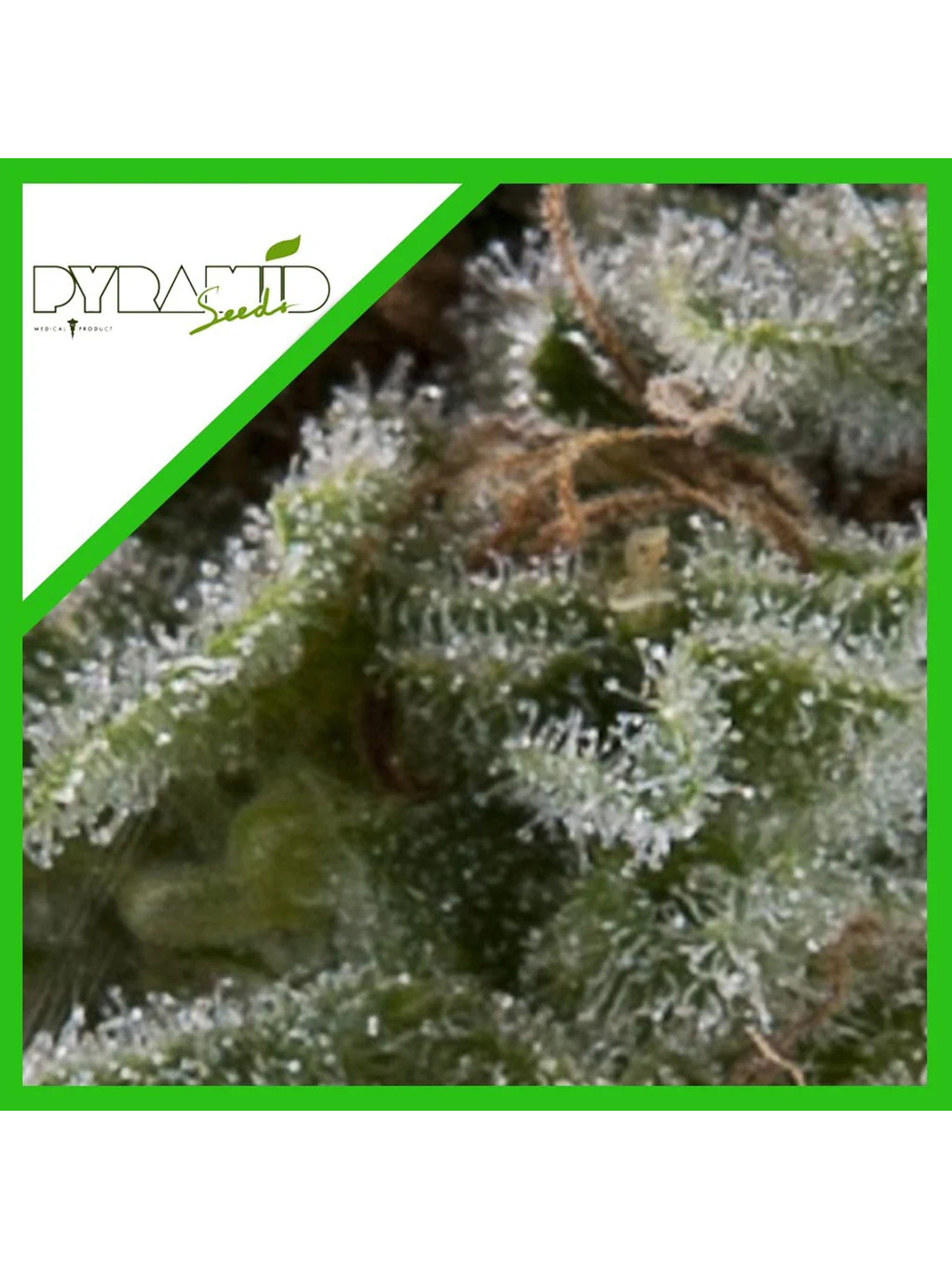 Lennon Auto X1-Pyramid Seeds 2