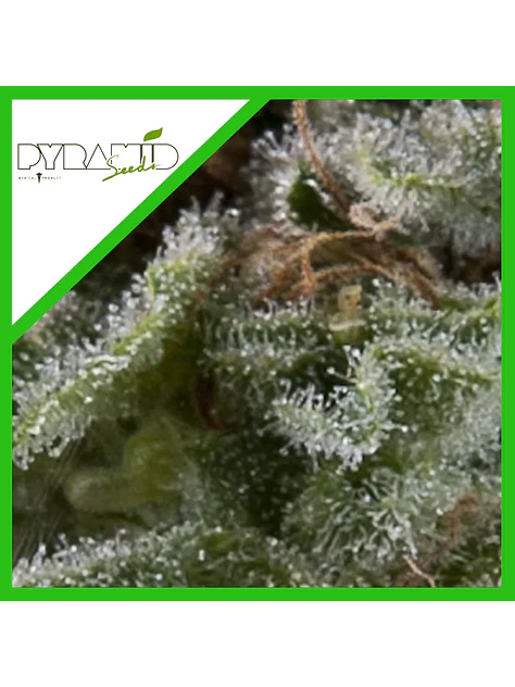 Lennon Auto X1-Pyramid Seeds 2