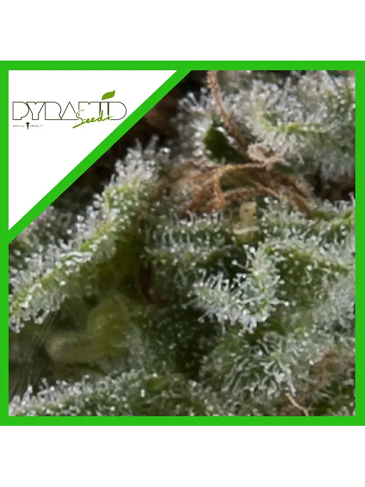 Lennon Auto X1-Pyramid Seeds 2