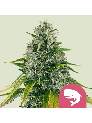 Royal Moby Fem X1-Royal Queen Seeds 5
