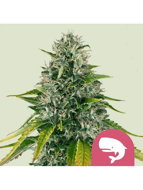 Royal Moby Fem X1-Royal Queen Seeds 5