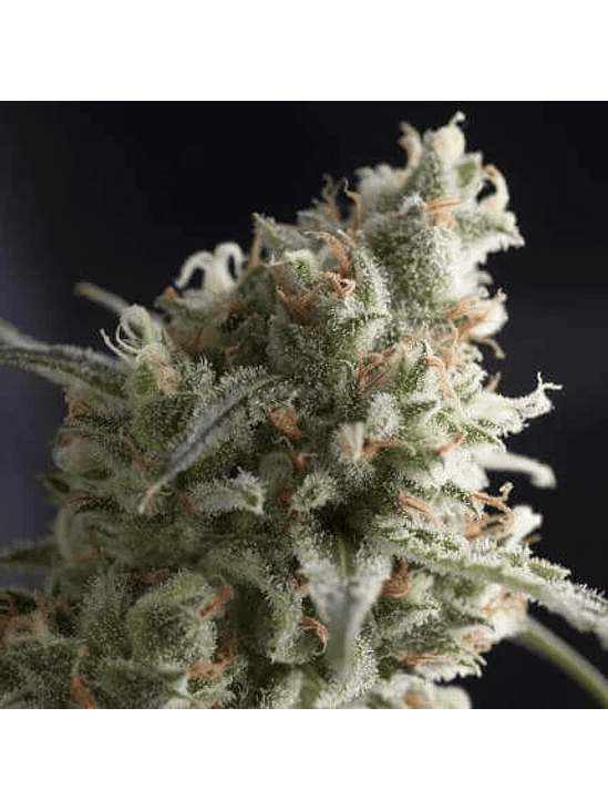 Lennon  Fem X3+1-Pyramid Seeds 2