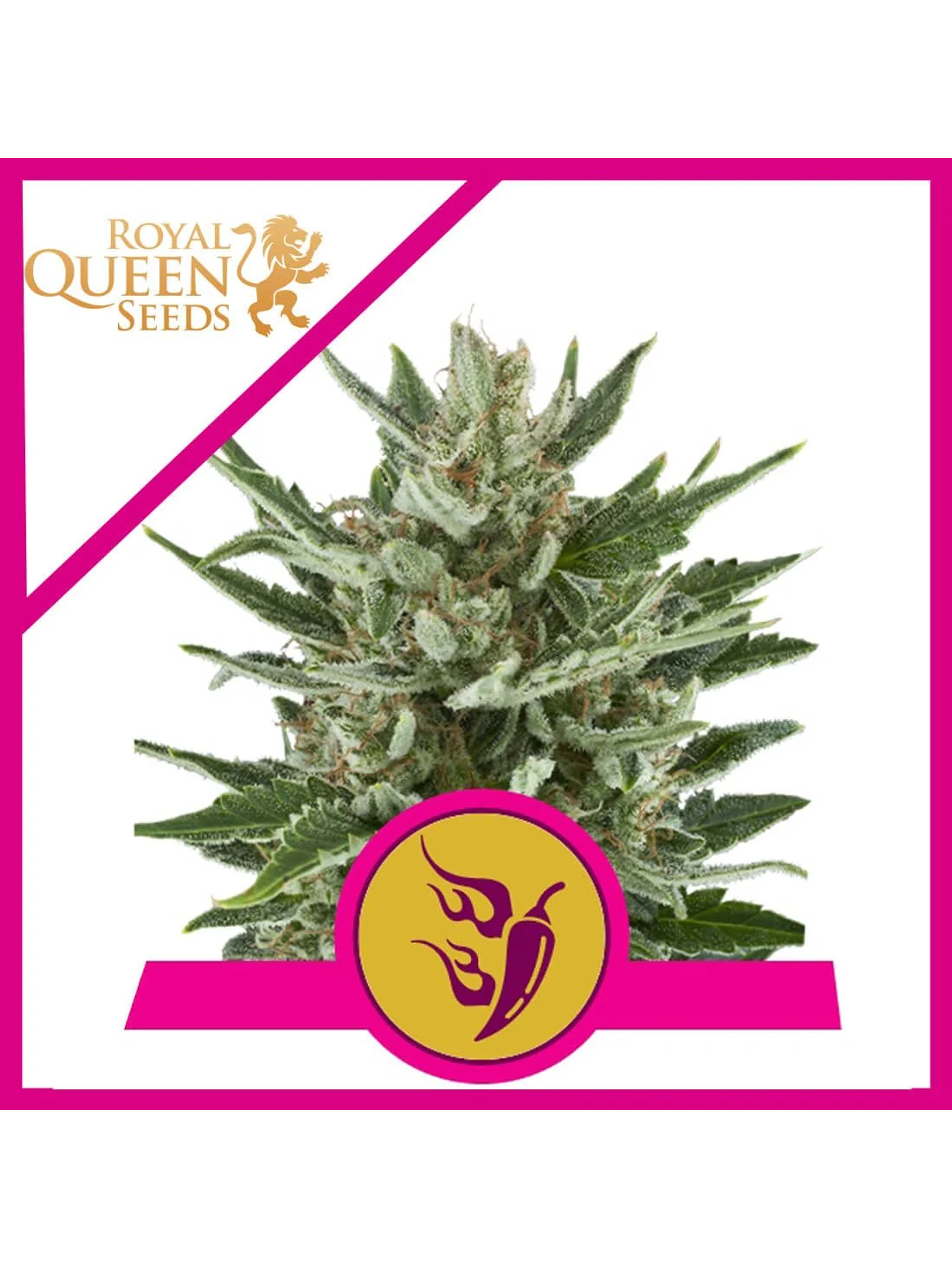 Speedy Chile Fast Fem -Royal Queen Seeds (X100/X10/X3/X1) 2