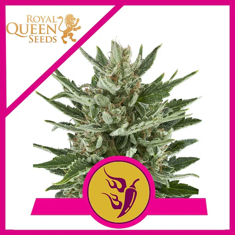 Speedy Chile Fast Fem -Royal Queen Seeds (X100/X10/X3/X1)