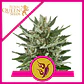 Speedy Chile Fast Fem -Royal Queen Seeds (X100/X10/X3/X1) - Miniatura 2