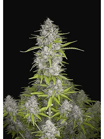 Orange Sherbet Auto X1-Fast Buds 2