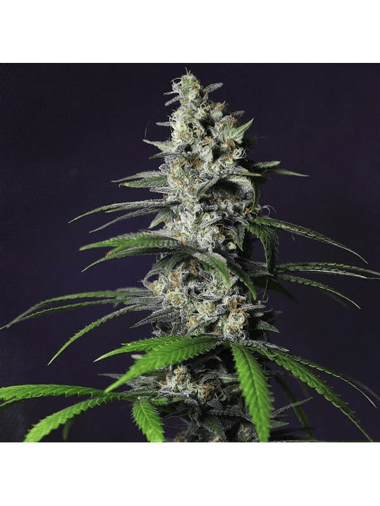 Chocolate Haze Fem X1-Royal Queen 5