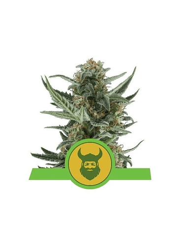 Royal Dwarf Auto X3-Royal Queen 3