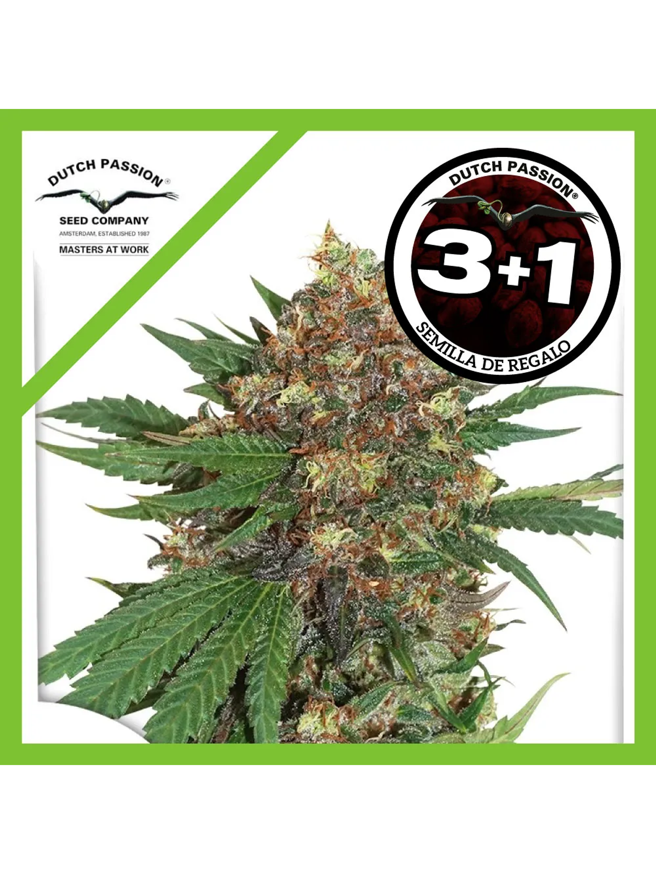 Master Kush Fem -Dutch Passion (X3/X3+1) 2