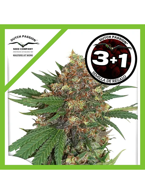 Master Kush Fem -Dutch Passion X3+1 1